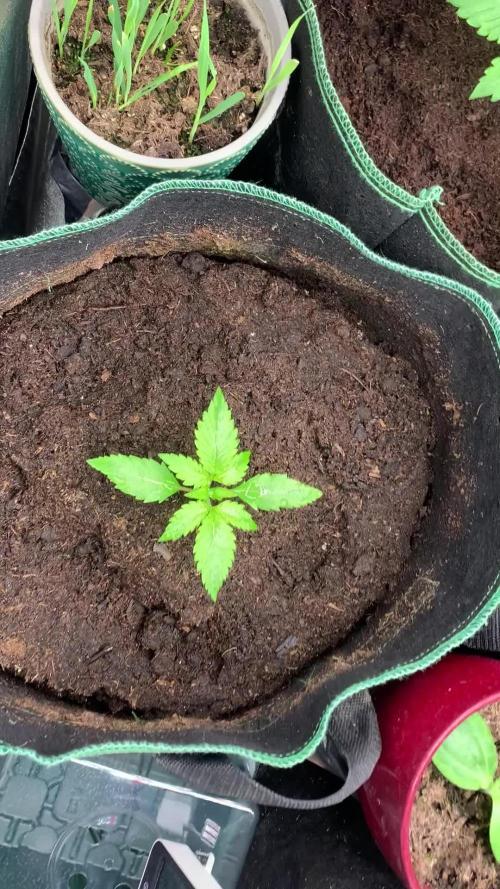 Push it to the Limit