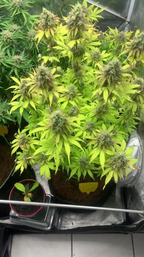 Push it to the Limit