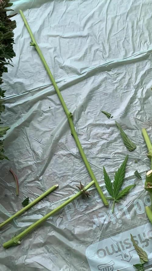 Push it to the Limit