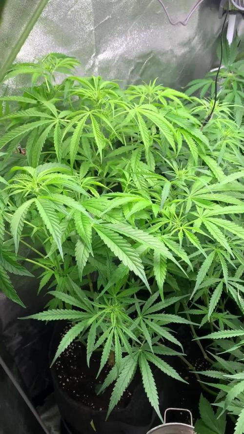 Black Opium „Cindy“