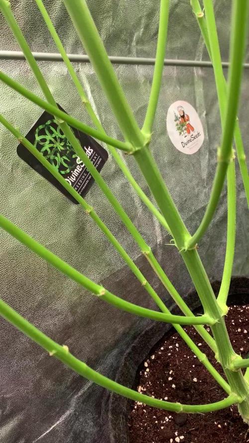 Black Opium „Alexa“