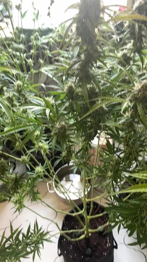 Black Opium „Alexa“