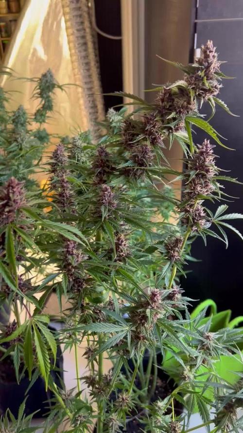 Black Opium „Bianca“