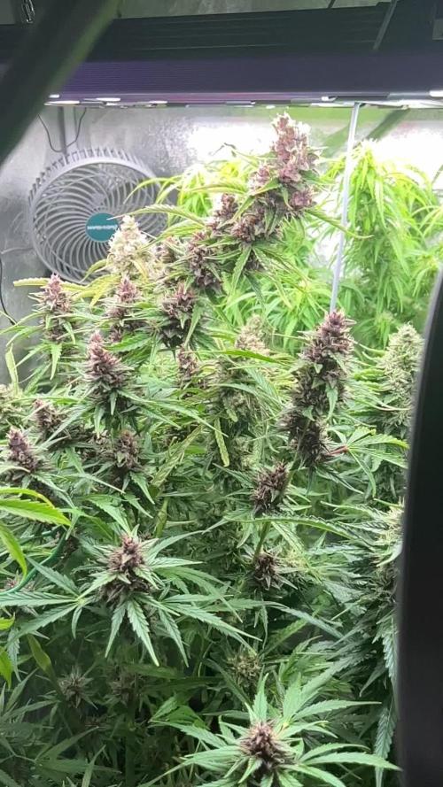 Black Opium „Bianca“