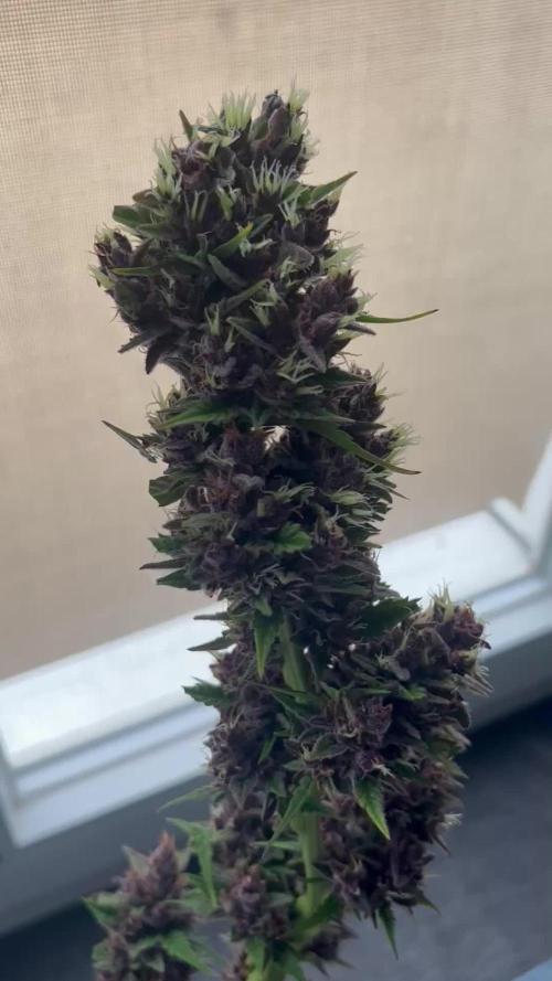 Purple Queen