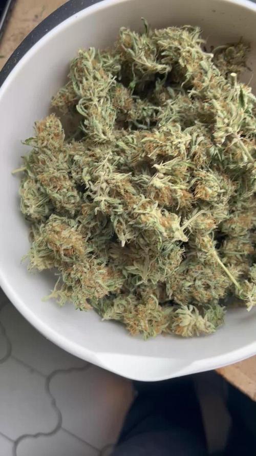 Black Opium „Cindy“