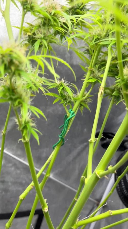 Black Opium „Alexa“