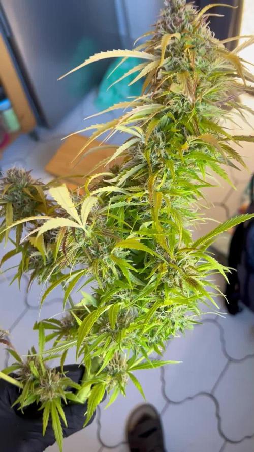 Black Opium „Alexa“