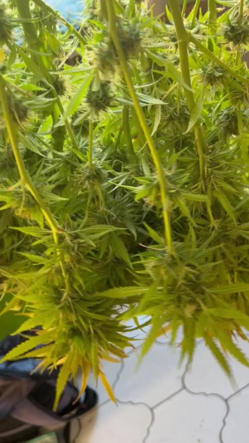 Black Opium „Alexa“