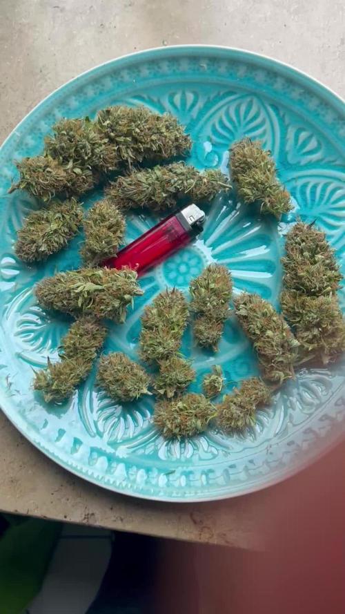 Black Opium „Alexa“