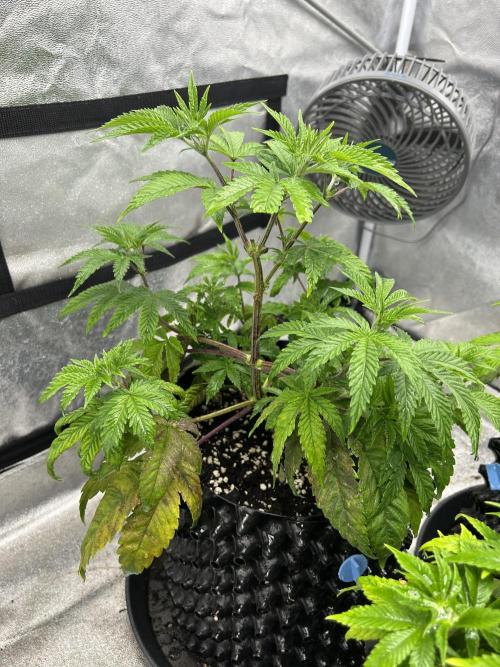 Nasha & Shadow  Corp🚀🚀🚀. Week 1 - Ice Rink