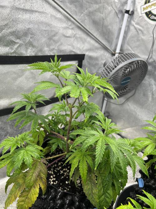 Nasha & Shadow  Corp🚀🚀🚀. Week 1 - Ice Rink