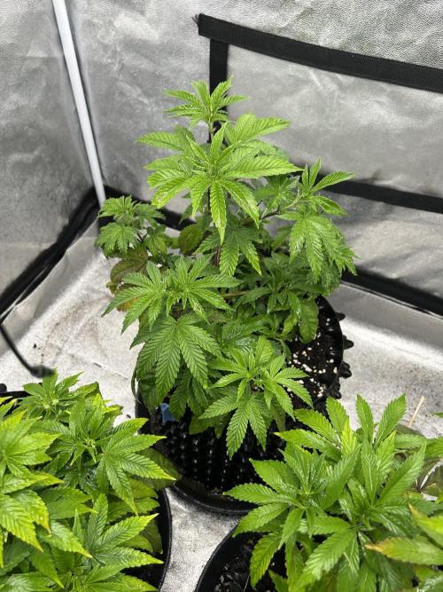 Nasha & Shadow  Corp🚀🚀🚀. Week 1 - Ice Rink