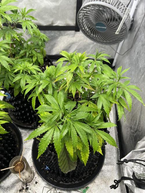 Nasha & Shadow  Corp🚀🚀🚀. Week 1 - Rainbow Falls 