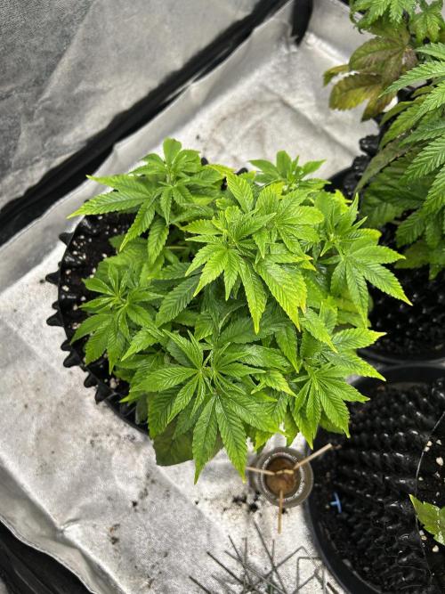 Nasha & Shadow  Corp🚀🚀🚀. Week 1 - Aeroz