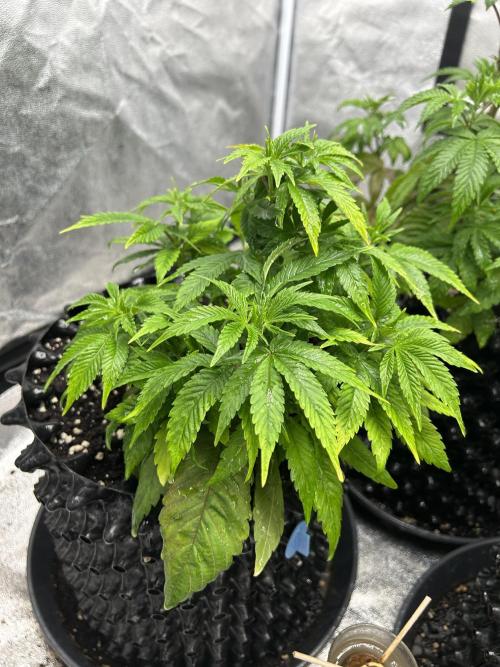 Nasha & Shadow  Corp🚀🚀🚀. Week 1 - Aeroz