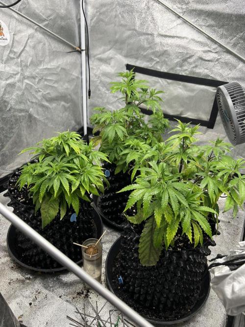 Nasha & Shadow  Corp🚀🚀🚀. Week 1