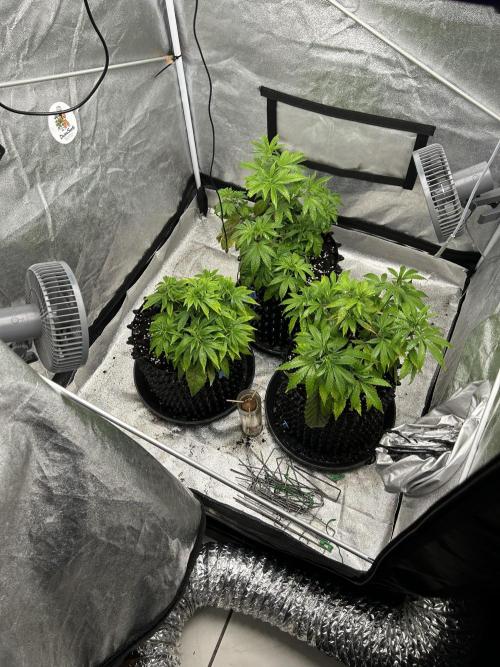 Nasha & Shadow  Corp🚀🚀🚀. Week 1