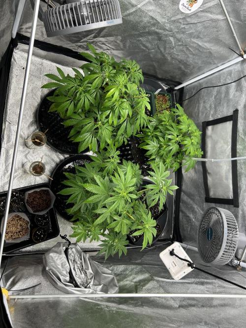 Nasha & Shadow  Corp🚀🚀🚀. Week 2