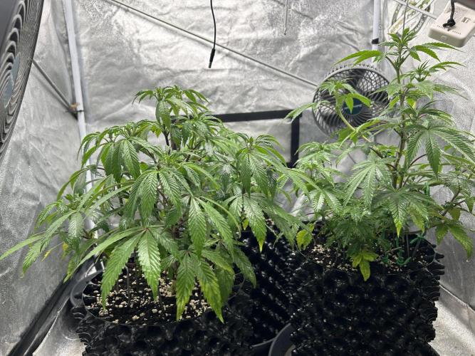 Nasha & Shadow  Corp🚀🚀🚀. Week 2