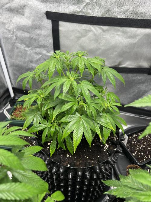 Nasha & Shadow  Corp🚀🚀🚀. Week 2 - Aeroz 