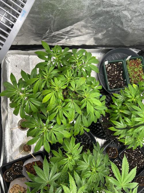 Nasha & Shadow  Corp🚀🚀🚀. Week 2