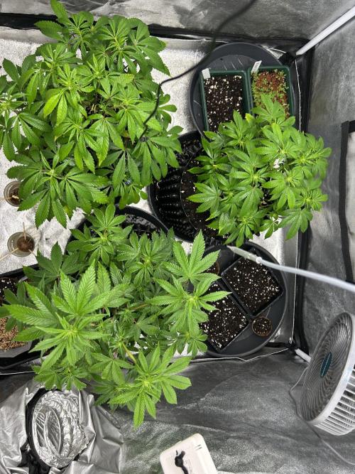 Nasha & Shadow  Corp🚀🚀🚀. Week 2