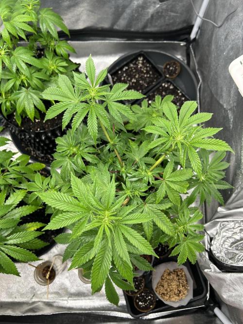 Nasha & Shadow  Corp🚀🚀🚀. Week 2 - Ice Rink