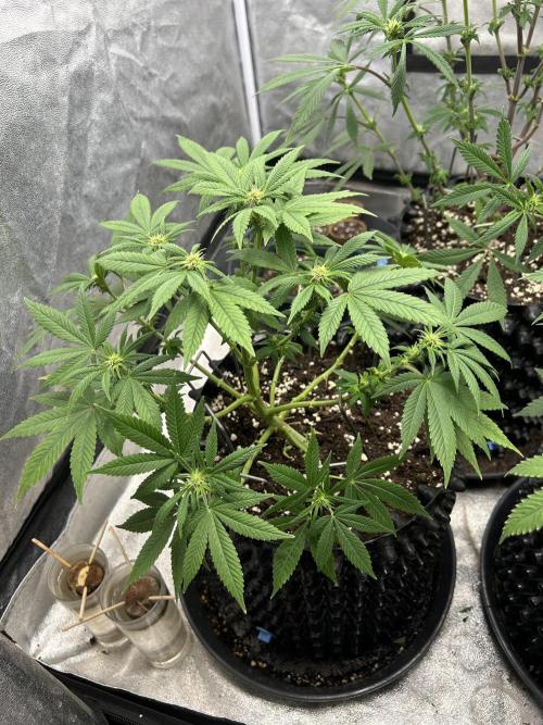 Nasha & Shadow  Corp🚀🚀🚀. Week 3