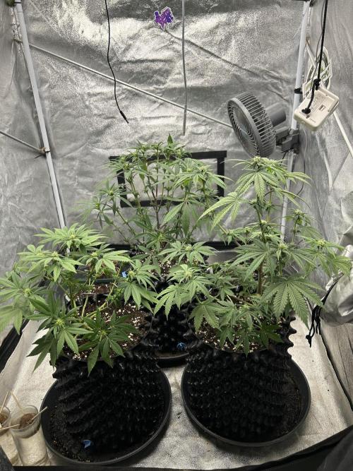 Nasha & Shadow  Corp🚀🚀🚀. Week 3