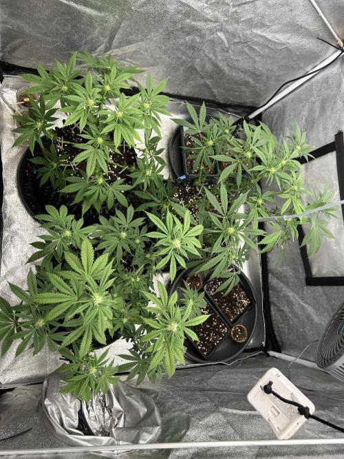 Nasha & Shadow  Corp🚀🚀🚀. Week 3