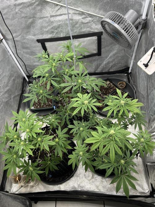 Nasha & Shadow  Corp🚀🚀🚀. Week 3