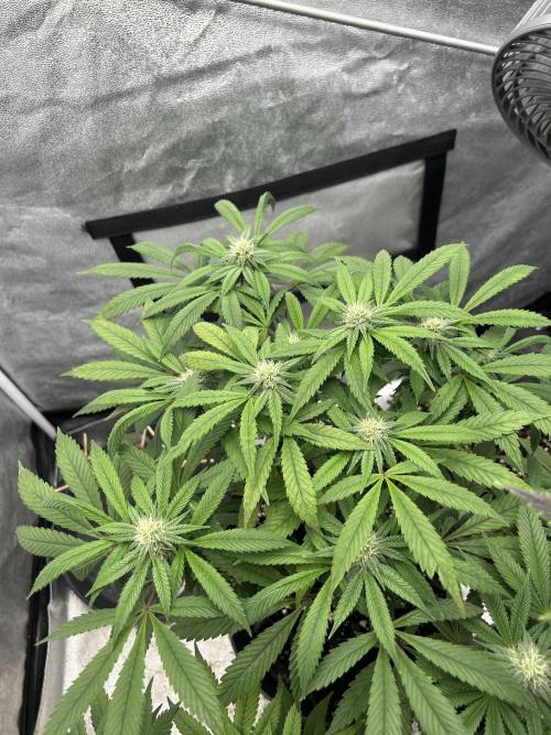 Nasha & Shadow  Corp🚀🚀🚀. Week 4