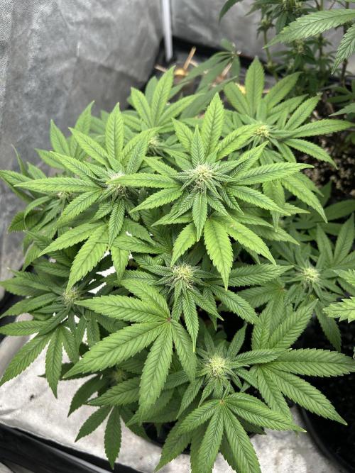 Nasha & Shadow  Corp🚀🚀🚀. Week 4