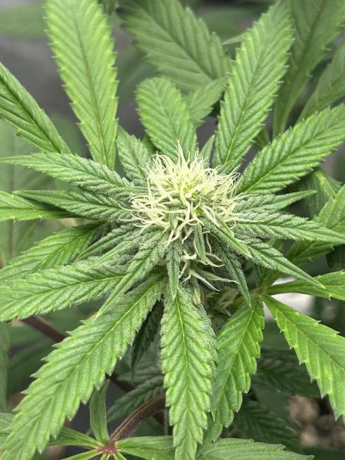 Nasha & Shadow  Corp🚀🚀🚀. Week 4