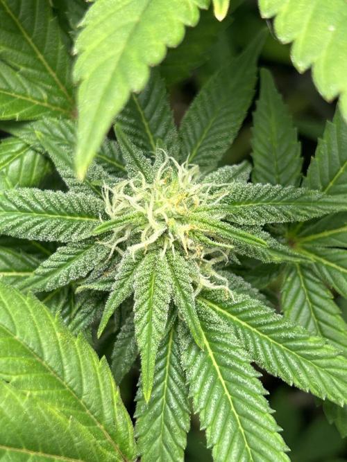 Nasha & Shadow  Corp🚀🚀🚀. Week 4