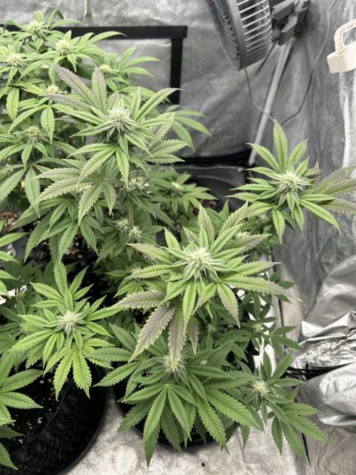 Nasha & Shadow  Corp🚀🚀🚀. Week 4