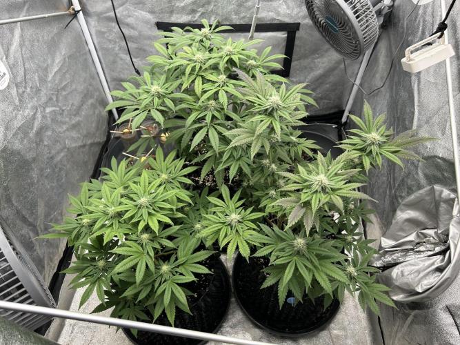 Nasha & Shadow  Corp🚀🚀🚀. Week 4