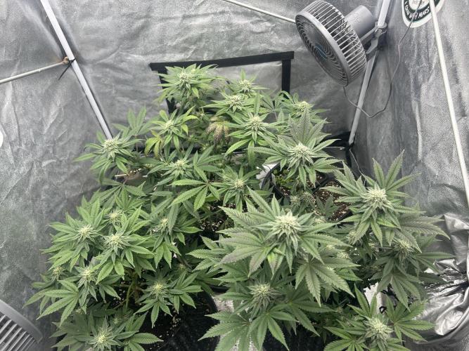 Nasha & Shadow  Corp🚀🚀🚀. Week 5