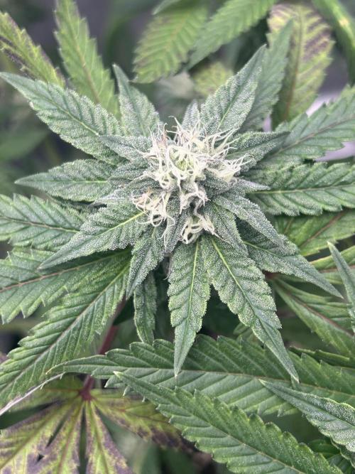 Nasha & Shadow  Corp🚀🚀🚀. Week 5