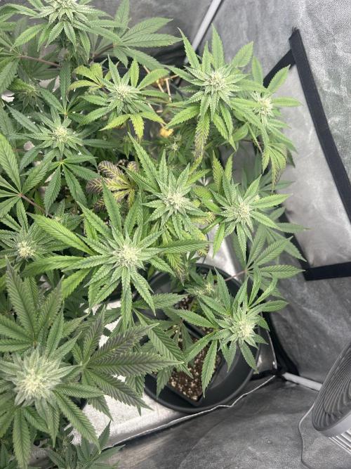 Nasha & Shadow  Corp🚀🚀🚀. Week 5