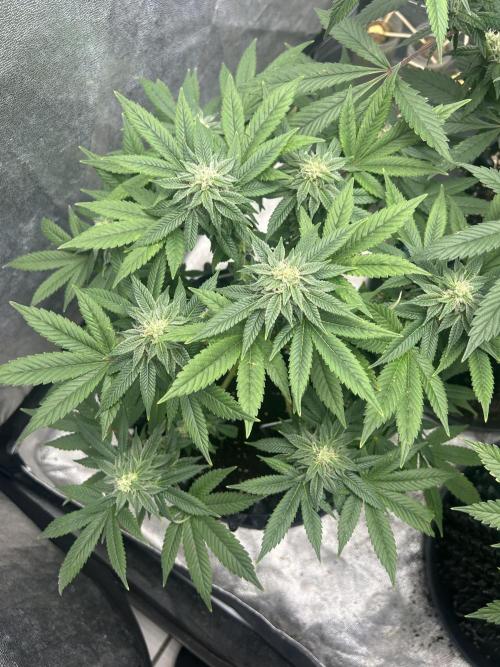 Nasha & Shadow  Corp🚀🚀🚀. Week 5