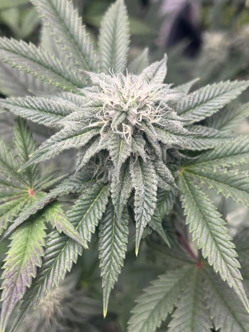 Nasha & Shadow  Corp🚀🚀🚀. Week 5