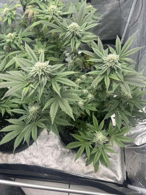 Nasha & Shadow  Corp🚀🚀🚀. Week 5