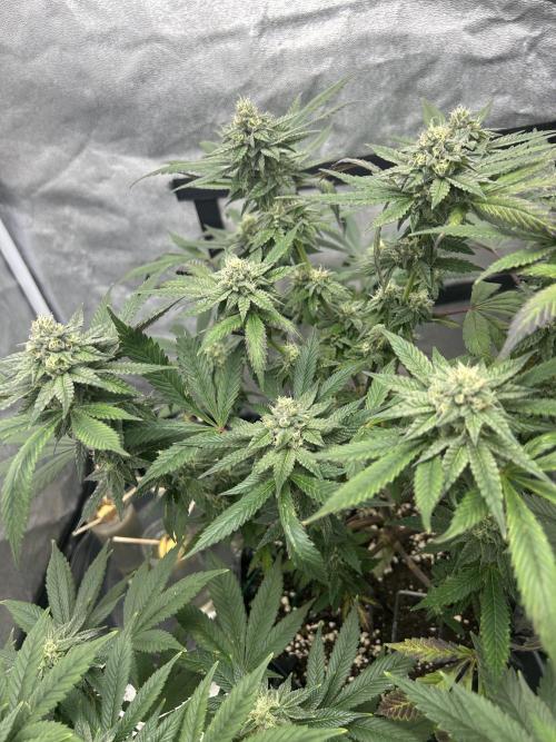 Nasha & Shadow  Corp🚀🚀🚀. Week 6