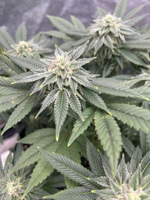 Nasha & Shadow  Corp🚀🚀🚀. Week 6