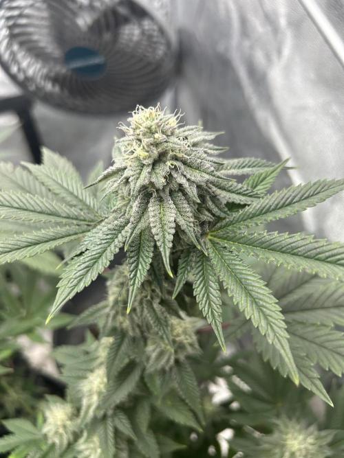 Nasha & Shadow  Corp🚀🚀🚀. Week 6