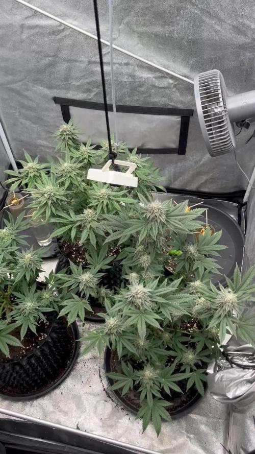 Nasha & Shadow  Corp🚀🚀🚀