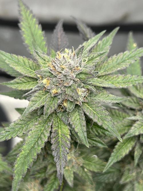 Nasha & Shadow Corp🚀🚀🚀. Week 8