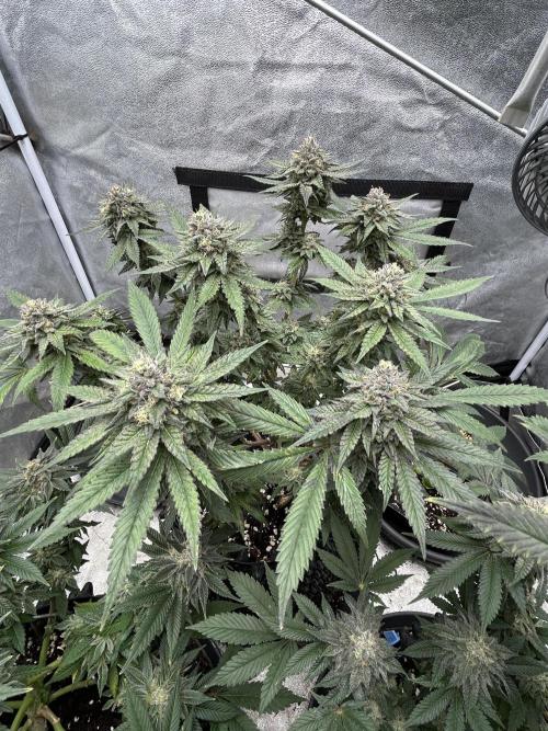 Nasha & Shadow Corp🚀🚀🚀. Week 8 - Rainbow Falls